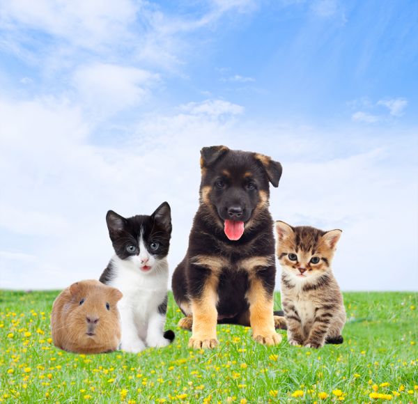 Frisco Pets