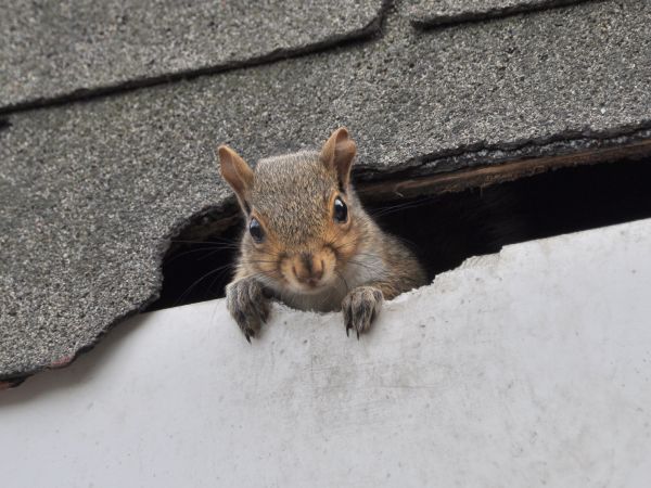 Frisco Wildlife Removal