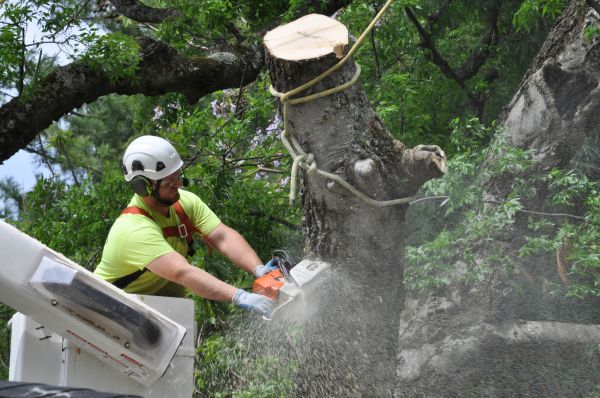 Frisco Tree Trimming