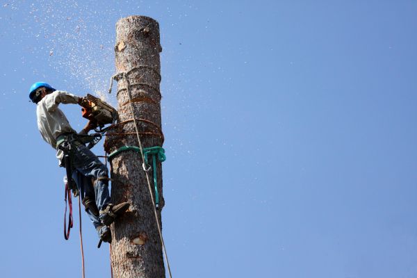 Frisco Tree Removal